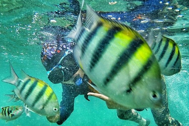 Seorang pengunjung snorkeling di Pantai Nglambor, Desa Purwodadi, Kecamatan Tepus, Gunungkidul, DI Yogyakarta.