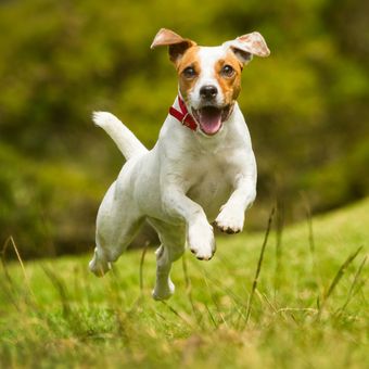 Ilustrasi anjing Jack Russell Terrier.