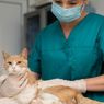 Ragam Manfaat Sterilisasi Kucing Betina dan Jantan