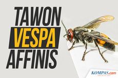Cara Mengatasi Sengatan Tawon Vespa affinis dan Pencegahannya...