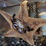 Foto Langka, Bintang Laut Tertangkap Memakan Kepiting 