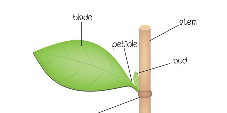 Ciri Dan Struktur Tumbuhan Dikotil Halaman All Kompas Com