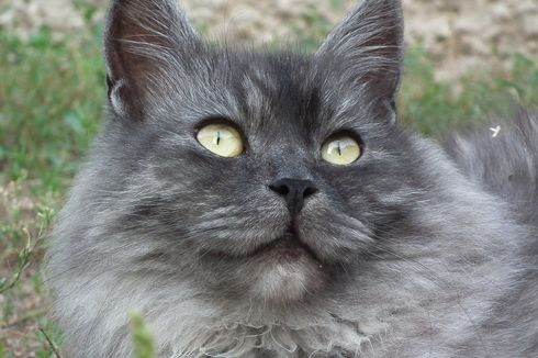 Alasan Kucing Peliharaan Tidak Akan Menyambut Kehadiran Kucing Baru