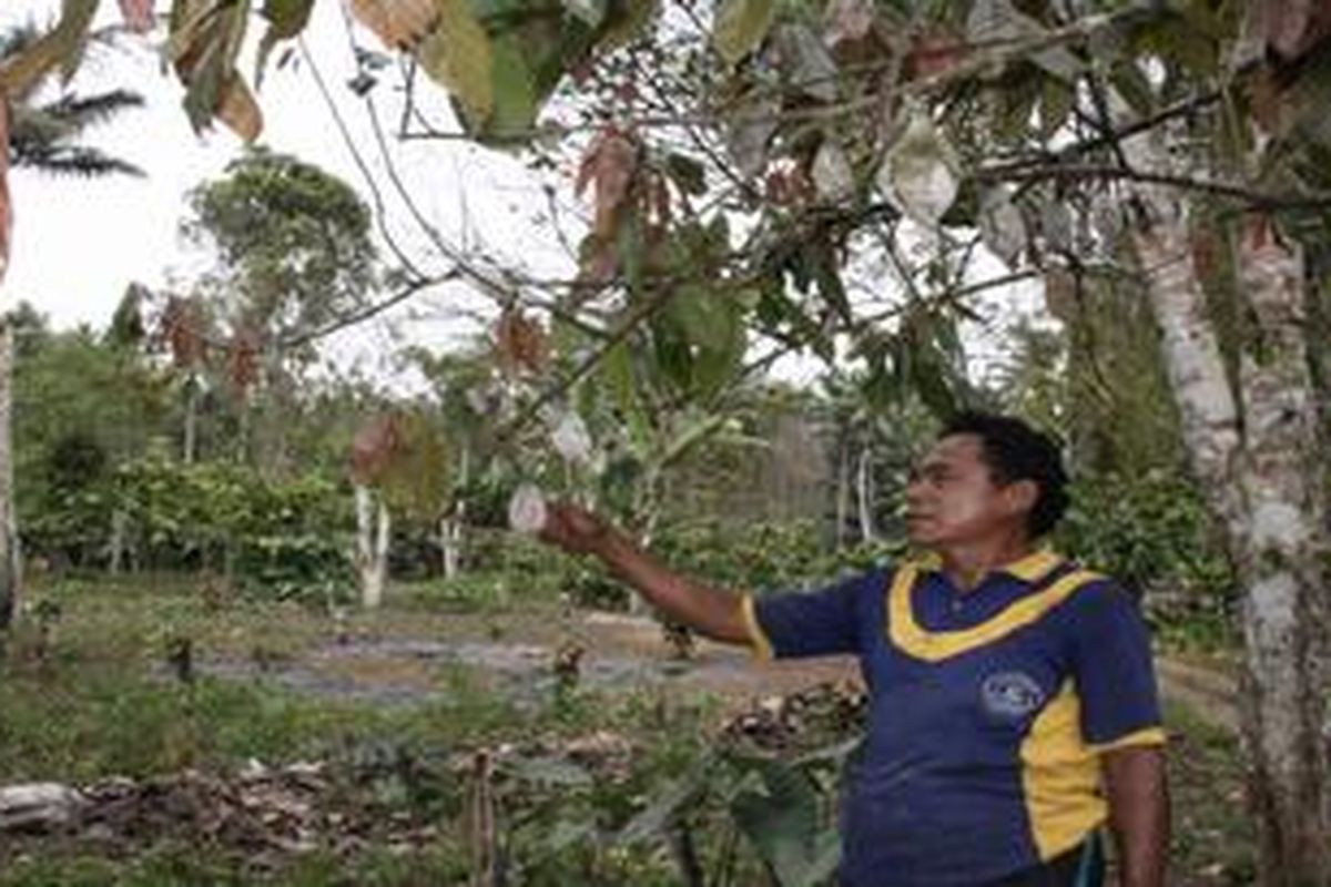 Petani kakao di Desa Ndetundora III, Kecamatan Ende, Kabupaten Ende, Flores, Nusa Tenggara Timur menebang 500 pohon kakao miliknya , lalu menggantinya dengan tanaman sayur-sayuran.