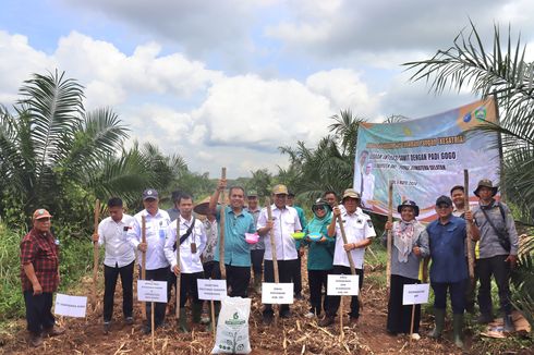 Laksanakan Program Kesatria di OKI, Kementan Tanam Padi Gogo di Kebun Sawit dan Kelapa