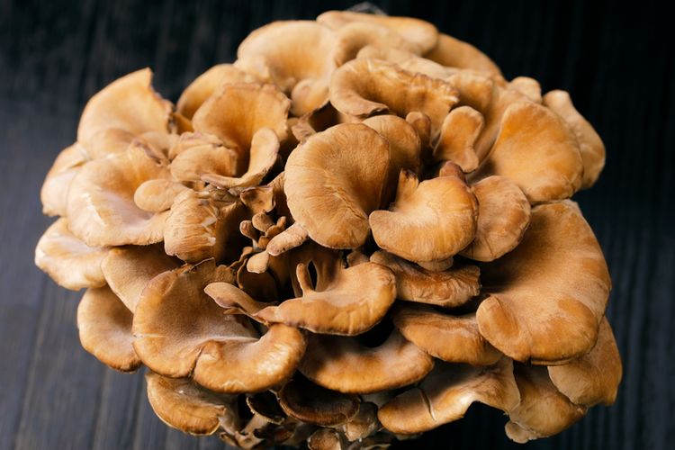 Foto 14 Jenis Jamur yang Dapat Dikonsumsi, Kaya Protein Halaman 2