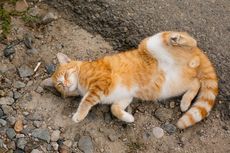 5 Alasan Mengapa Kucing Suka Berguling di Tanah