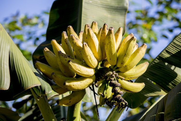 Ilustrasi buah pisang, tanaman pisang, pohon pisang. 