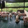 Ada Virus Demam Babi Afrika, Nilai Ekspor Babi ke Singapura Anjlok 52,46 Persen