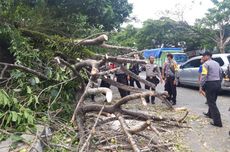 Kecelakaan Saat Evakuasi Pohon Tumbang, Petugas di Sukabumi Patah Tulang