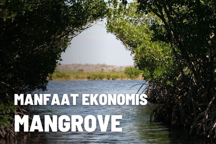 Manfaat Hutan Mangrove Secara Ekonomis 