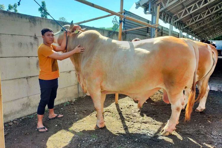 Si Jonet, Sapi Kurban Jokowi Berbobot 1,057 Kilogram dari peternak di Lombok Barat.