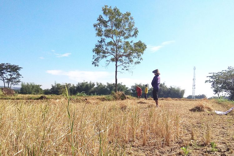  Luasan tanaman padi gagal panen akibat kekeringan di Kabupaten Magetan Jawa Timur semakin meluas. Sebanyak 167 hektar tanaman [etanidi Magetan dipastikan gagal panen karena kekeringan musim kemarau.