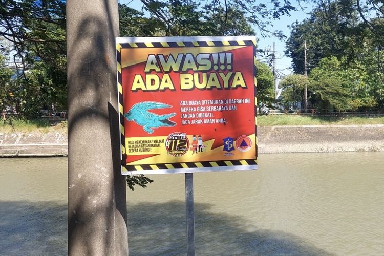 Pasca Kemunculan Buaya di Sungai Jagir Surabaya, BPBD Larang Aktivitas Mancing