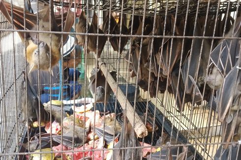 Virus Corona Merebak, Pedagang Kelelawar Pasar Burung Depok Solo Tak Khawatir dan Tetap Berjualan