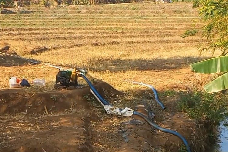 Padi Tak Bisa Tumbuh, Petani di Bergas Banting Setir Tanam Kacang Kedelai