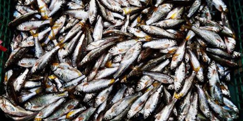 Ikan bilih (Mystacoleucus padangensis) adalah ikan endemik, hidup bergerombol, dan berkembang biak di sekitar tepian Danau Singkarak. 