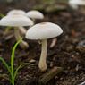 Kingdom Fungi: Ciri-ciri dan Jenisnya