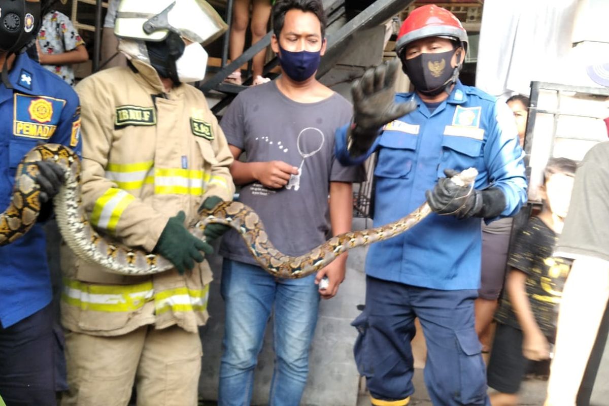Petugas damkar berhasil mengevakuasi ular sanca sepanjang 2,5 meter di Jalan Warung Asem RT 11/RW04 Rawa Bunga, Jatinegara, Jakarta Timur, Jumat (12/3/2021).