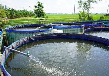 Panen Ikan Lele di Kabupaten Kediri Capai Belasan Ton per Hari