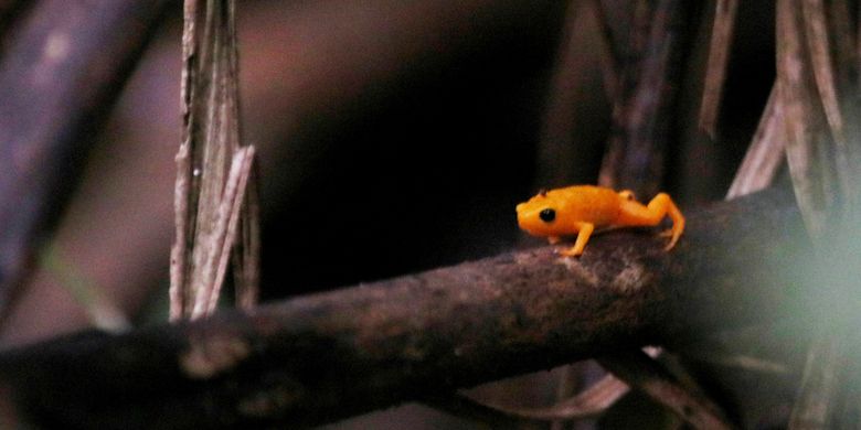 Spesies baru katak labu yang dinamai Brachycephalus rotenbergae.