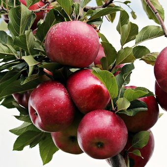 Ilustrasi apel, buah apel, pohon apel. 