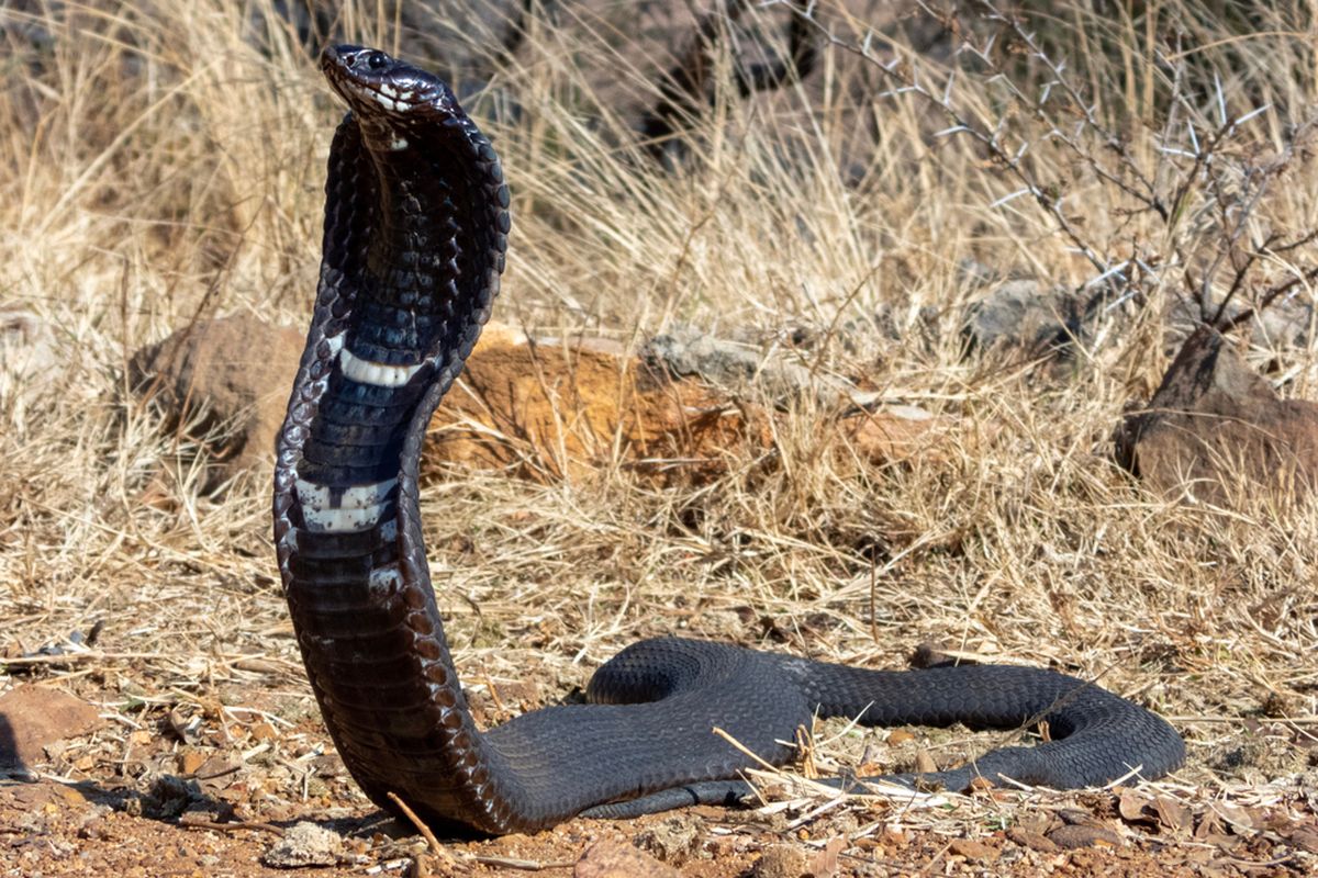 Rinkhal, ular kobra meludah dari Afrika. Ilmuwan jelaskan evolusi bisa ular kobra ini dan kerabatnya, disemburkan bukan untuk membunuh.