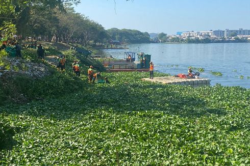 UPS Badan Air Penjaringan Kerja Bakti Bersihkan Eceng Gondok dari Waduk Pluit