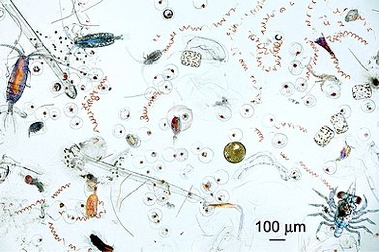 Berbagai jenis fitoplankton dan zooplankton