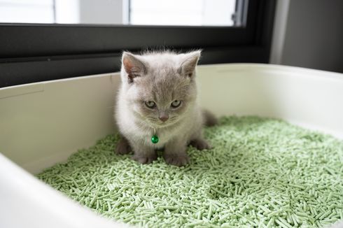 Kucing Makan Pasir, Ini Penyebab dan Cara Menanganinya