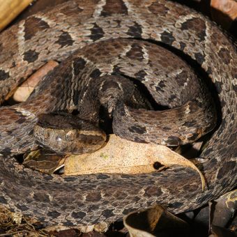 Ilustrasi ular jaracussu (Bothrops jararacussu), ular sangat berbisa dan endemik di Brasil, Amerika Selatan. Panjangnya bisa mencapai 2,20 meter. Molekul dalam bisa ular ini terbukti mampu mencegah reproduksi virus corona dalam sel monyet.