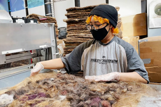 Rambut Manusia Efektif Serap Tumpahan Minyak di Lingkungan