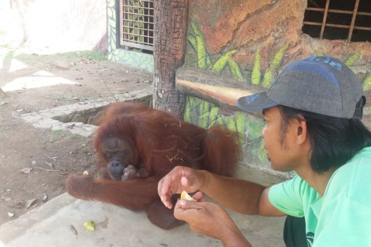 Barito saat memeluk bayi mungilnya yang baru dilahirkannya 3 hari lalu dan diberinama Bintan. Saat ini Barito dan anaknya mendapatkan pengawasan yang ketat, bahkan asupan nutrisi buat mereka berdua juga terus diperhatikan 