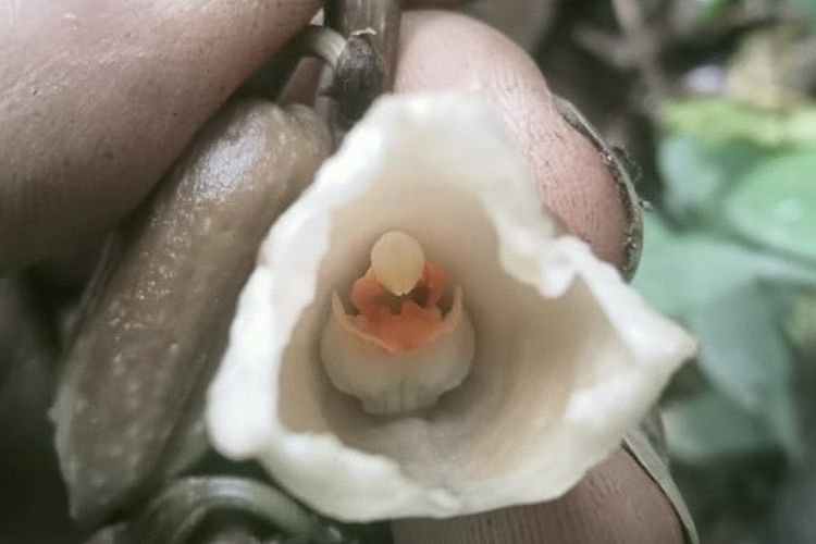 Dua Spesies Anggrek Langka Ditemukan di Kawasan TNBTS