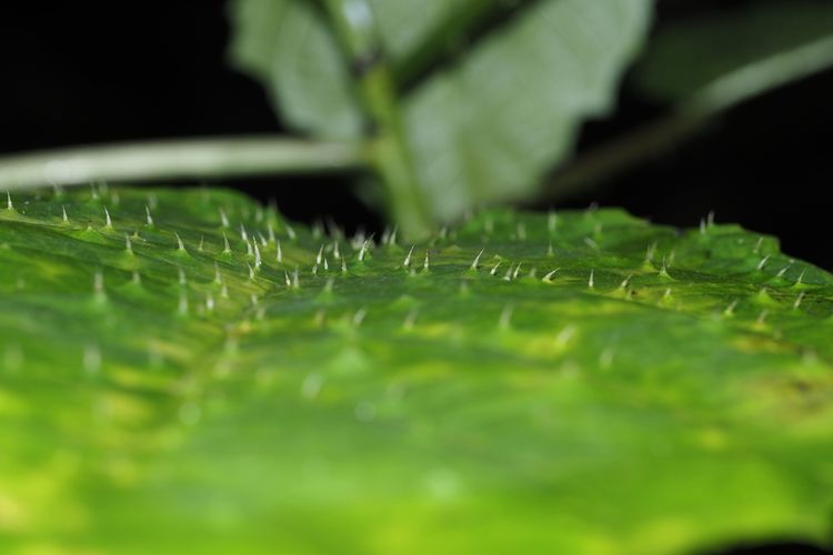 Penampakan permukaan daun gatal,  herbal jenis Laportea Ducumana yang dekat dengan keseharian masyarakat Papua