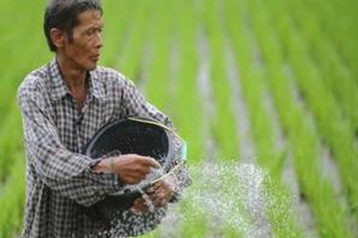 Besar (67), memupuk tanaman padinya yang berumur tiga pekan di Desa Kebonangung, Imogiri, Bantul, DI Yogyakarta, Selasa (11/11). Memasuki musim tanam kali ini, Besar membeli pupuk urea seharga Rp 90.000 per 50 kg, jauh melampaui harga eceran tertinggi yang ditetapkan oleh pemerintah seharga Rp 60.000. 
