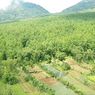 Sudah Beralih Fungsi, Kawasan Hutan di Desa Bangli Harus Segera Dilepaskan