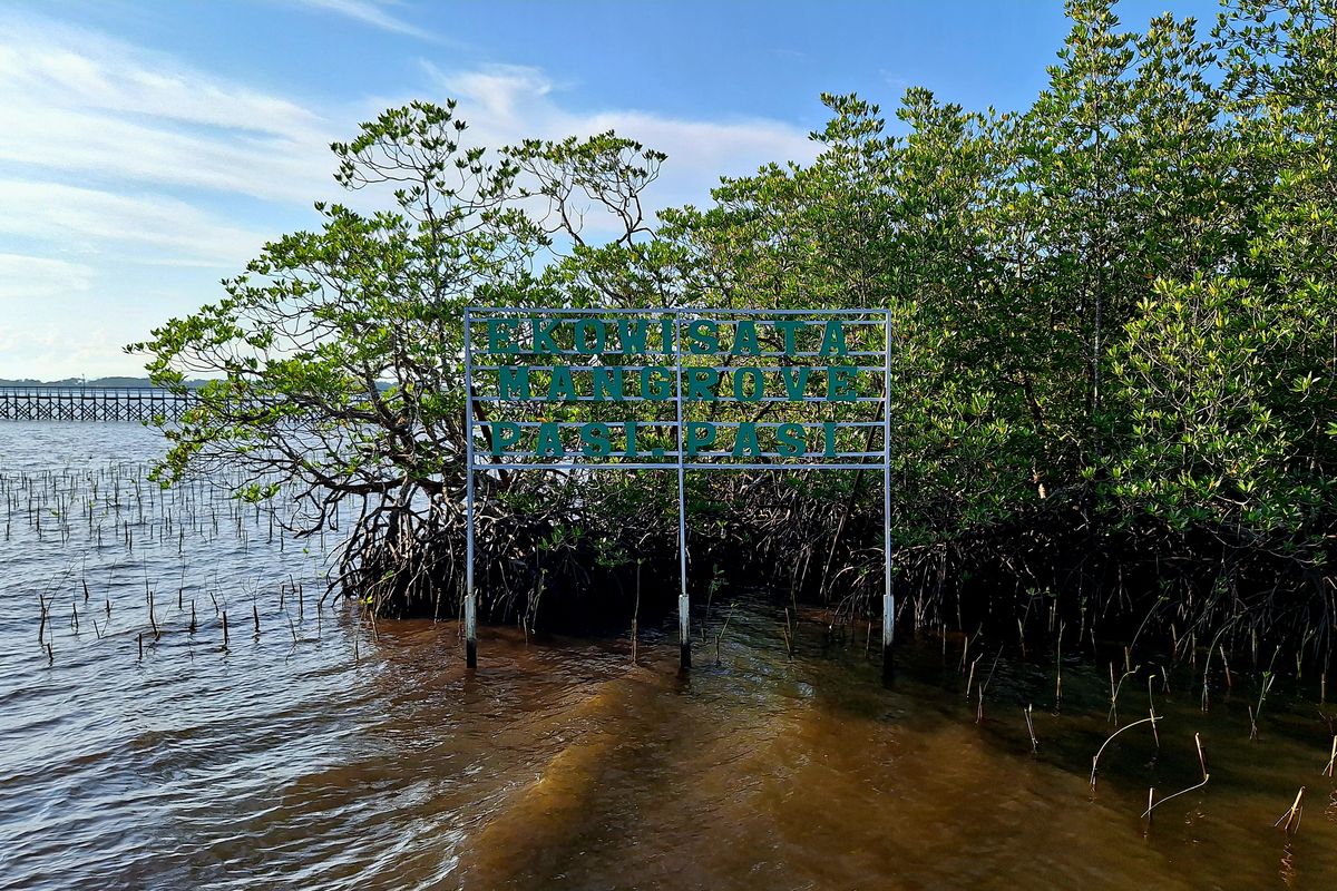 Sejak 2023, lebih dari 7.000 bibit mangrove ditanam PT Vale Indonesia bersama sejumlah pihak di pesisir Luwu Timur, termasuk di kawasan Pasi-pasi. 