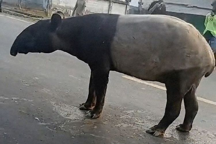 Video Tapir Muncul di Jalan Lintas Mesuji Lampung Viral, BKSDA Telusuri Dugaan Satwa Keluar Habitat