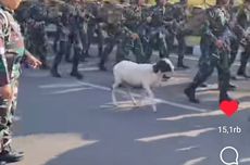 Video Viral, Kambing Ikut Latihan Baris-berbaris bersama TNI AU di Bandung