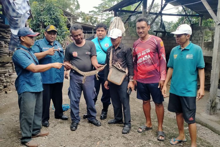 Sempat Dikira Biawak, Warga Kediri Temukan Buaya di Selokan