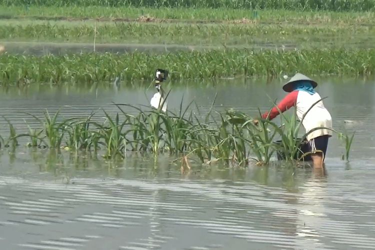 Petani memotong tanaman jagung yang terendam banjir di wilayah Kabupaten Tulungagung Jawa Timur,Jumat (25/06/2021).