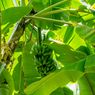 Ilmuwan Sebut Pohon Pisang Bisa Jadi Kunci Atasi Perubahan Iklim
