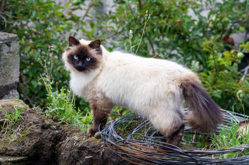 4 Tips Sederhana Merawat Kucing Himalaya Kesayangan Anda