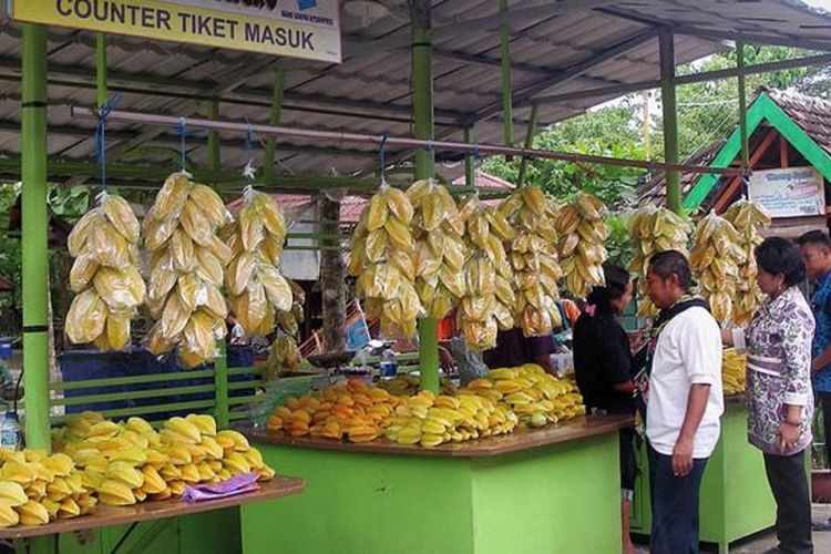 Agrowisata belimbing di Desa Ngringinrejo, Kecamatan Kalitidu, Kabupaten Bojonegoro, Jawa Timur menjadi salah satu daya tarik wisata. Tiketnya Rp 2.000, pengunjung bisa memetik belimbing sendiri dengan harga Rp 10.000 per kilogram atau membeli yang sudah tersedia Rp 8.000-Rp 10.000 per kilogram tergantung ukuran. Jumlah pengunjung pada 2016 hingga 13 November lalu mencapai 138.000 orang, jumlah tersebut naik signiikan dibanding 2015 sebanyak 111.028 orang. Meskipun dalam suasana banjir pada Jumat (2/11/2016) pengunjung pun masih berburu belimbing.