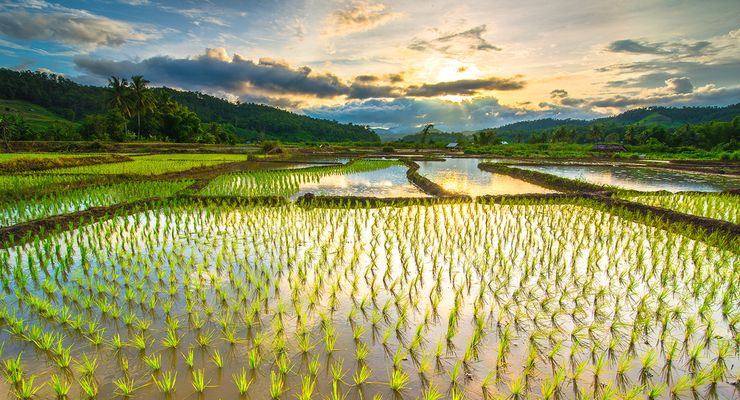 Tantangan Capres Wujudkan Kedaulatan Pangan