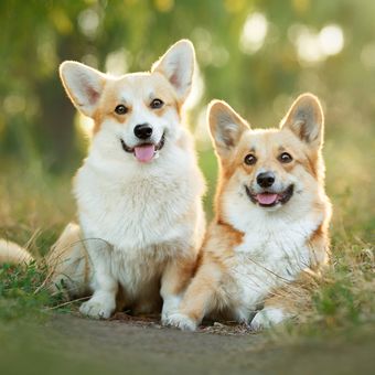 Ilustrasi anjing Corgi, Pembroke Welsh Corgis.