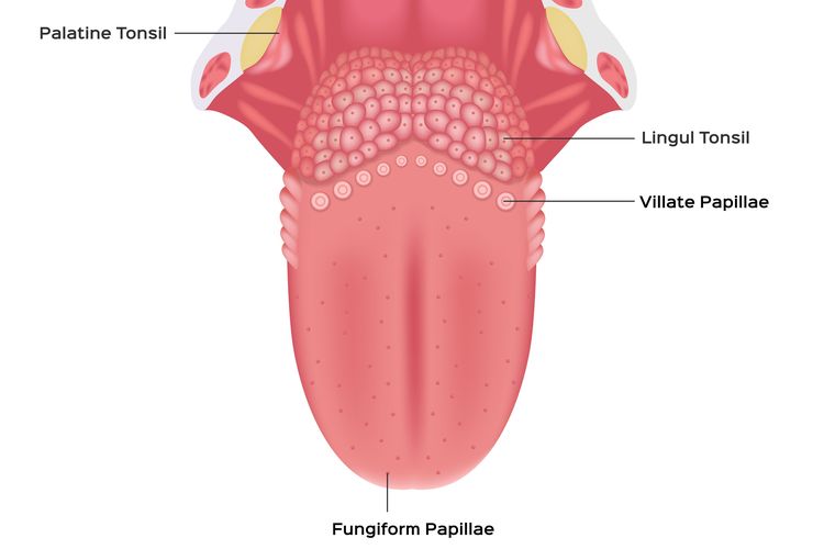 Bagian Lidah Untuk Menerima Rangsang Rasa Asin Adalah – Studi Indonesia