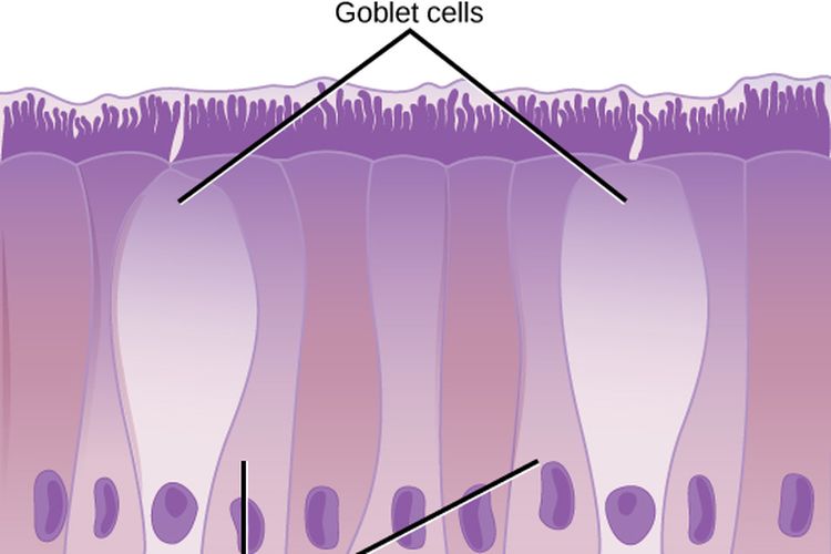 Sel goblet