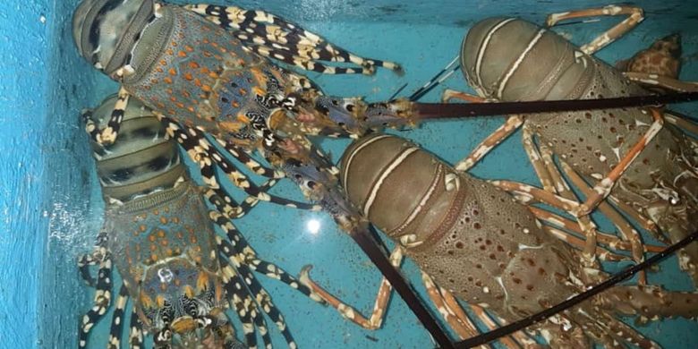 Lobster laut jenis mutiara milik Ali Murtadho yang siap dipasarkan.